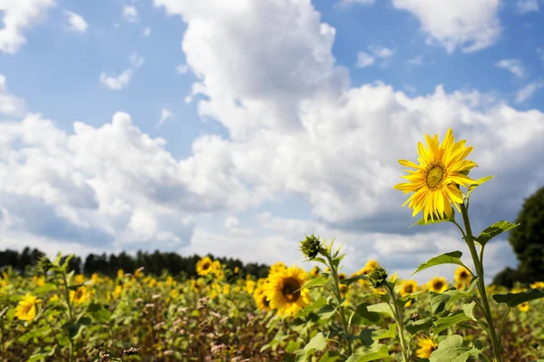 Поле подсолнухов (Helianthus annuus ) — стоковое фото