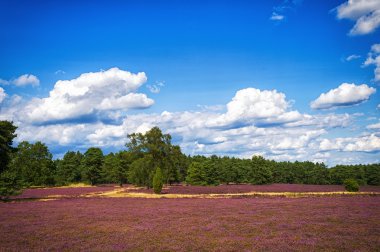 manzara mavi gökyüzü, bulutlar, ağaçlar ve ve heide çayır