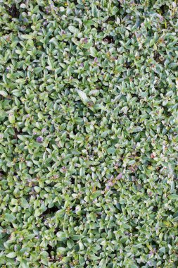 Yeşil Yapraklar duvar arkaplanı