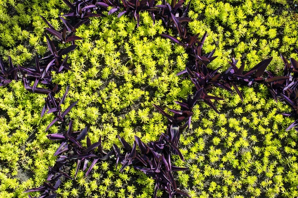 Verde e violeta decorativo planta fundo — Fotografia de Stock