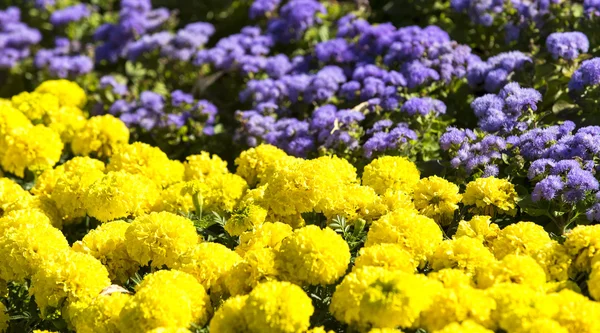 Blossom chrysanthemum flowers — Stock Photo, Image