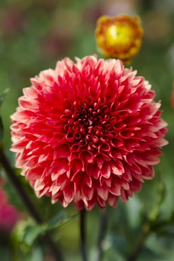 kırmızı yıldız çiçeği