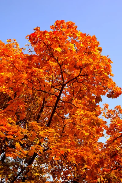 Feuilles d'automne sur un arbre — Photo