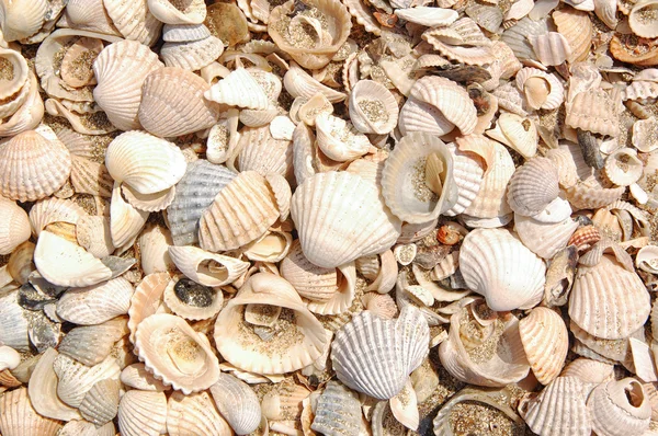 Kum ile seashels arka plan — Stok fotoğraf