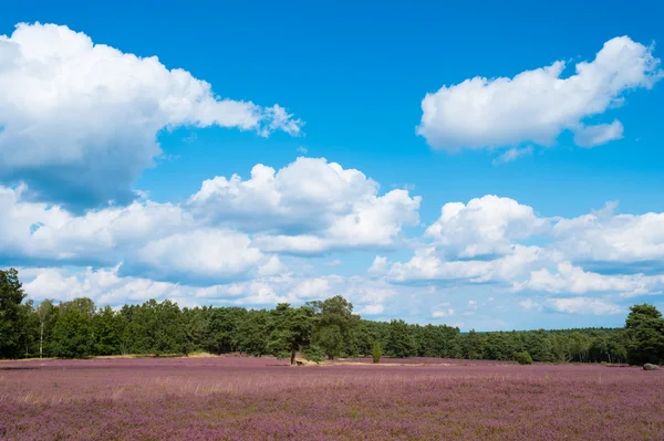 Krajina s modrou oblohu, mraky, stromy a a heide louka — Stock fotografie