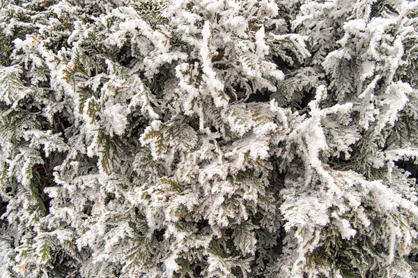 Thuja occidentalis zimowe tło — Zdjęcie stockowe