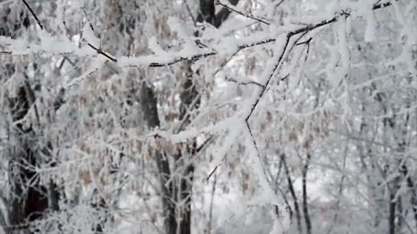 Scuotendo piccolo albero coperto di neve — Video Stock