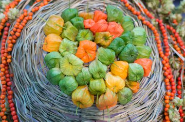 Physalis hasat