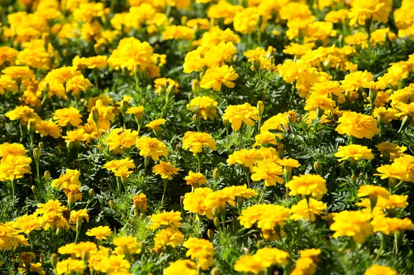 Gula ringblommor — Stockfoto