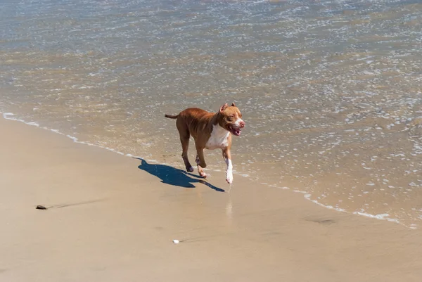 Köpek surfline çalışır — Stok fotoğraf