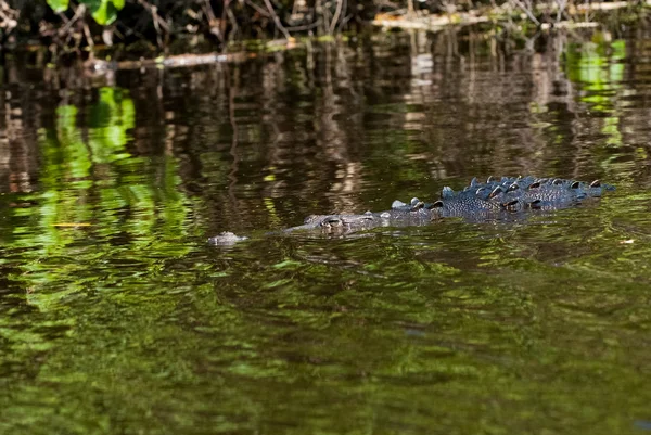 Alligator i elven – stockfoto