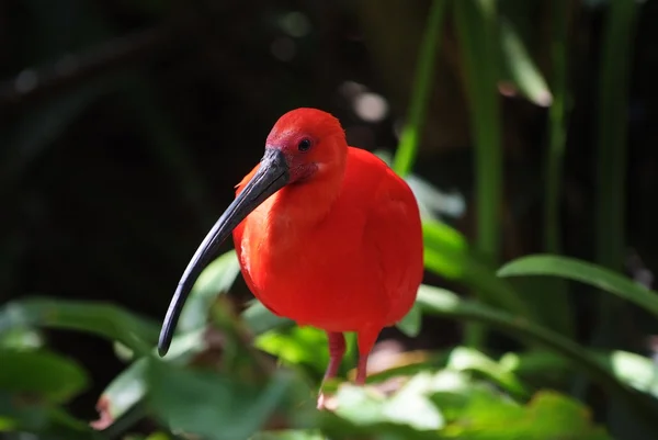 Scarlet ibis — Φωτογραφία Αρχείου