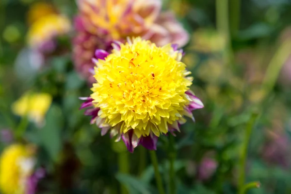 Beautidul gul dahlia — Stockfoto