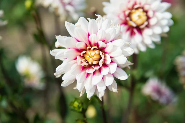 Read and white Dahlia — Stock Photo, Image