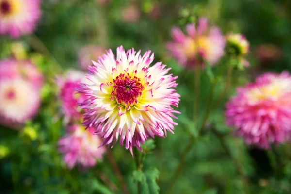 Read. pink and white Dahlia — Stock Photo, Image
