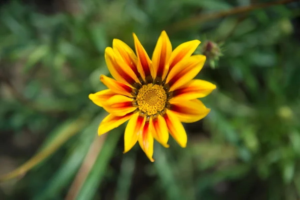 Macro rode gele bloem — Stockfoto