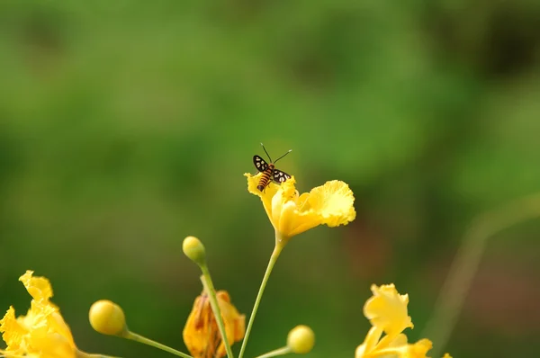 黄色い花の虫 — ストック写真