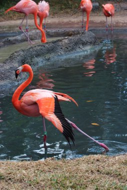 pembe flamingo