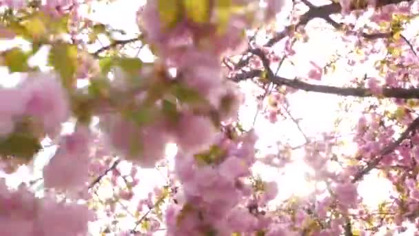 Sakura está florescendo durante o dia de primavera — Vídeo de Stock