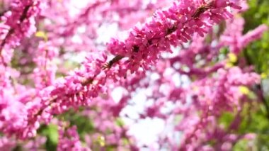 Pembe ağaç çiçek açan