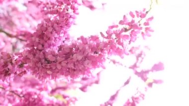 Pembe ağaç çiçek açması ve yaban arısı