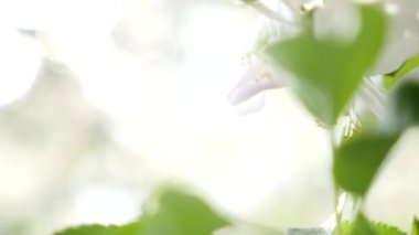 Beyaz armut çiçeklenme gülümsemek