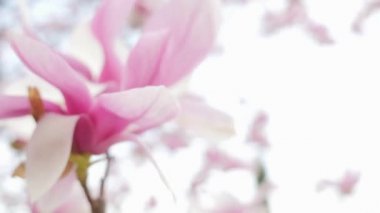 Manolya çiçeklenme gülümsemek