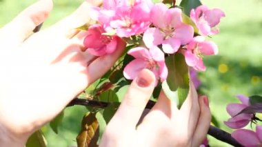 Şeftali bloom dokunmadan kişi