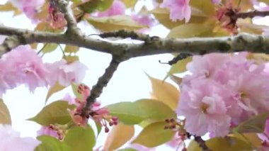 Çiçek açan kiraz görünümünü tabandan