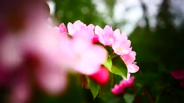 Roze perzik bloeien — Stockvideo