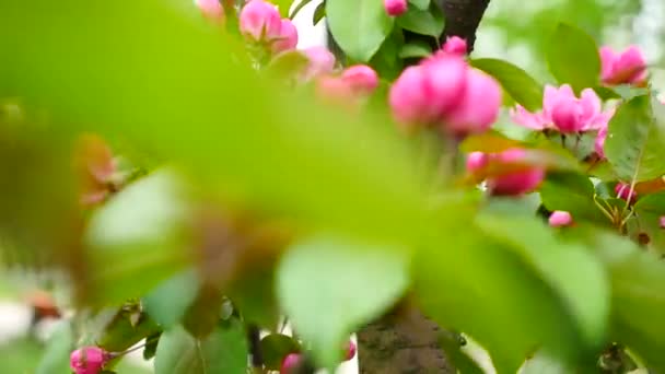 Flor de melocotón rosa — Vídeos de Stock