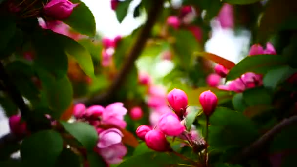 Melocotón rosa floreciendo — Vídeo de stock