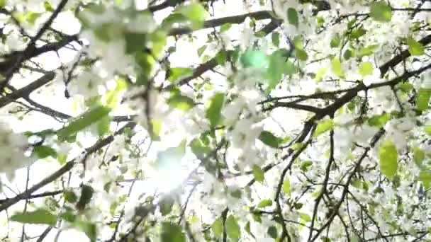 Flor de pera blanca — Vídeos de Stock