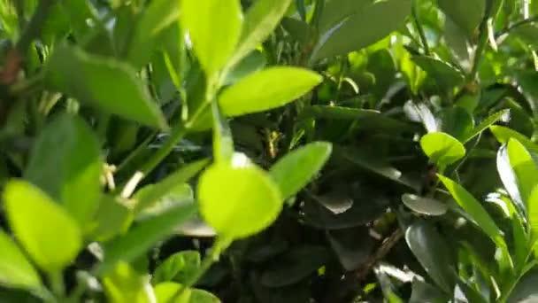 Árbol floreciente en el jardín y el bebé — Vídeo de stock