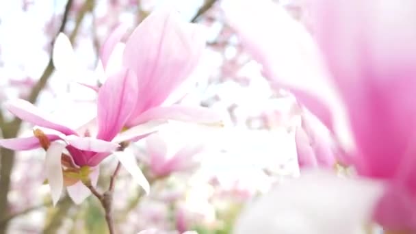 Magnolia blooming closeup