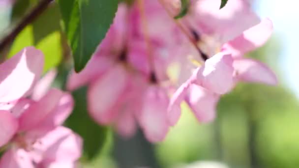 Fleur de pêche rose Gros plan — Video