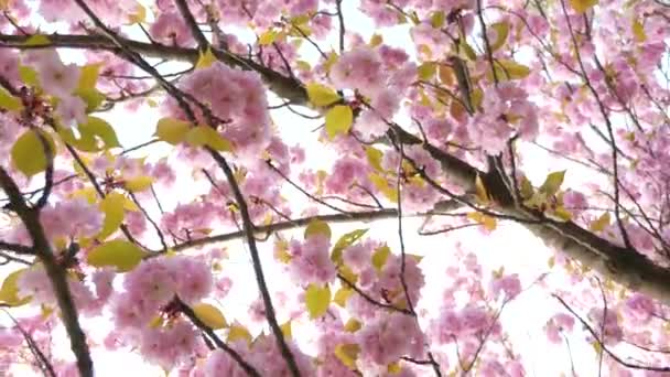 Floración de árboles rosados — Vídeos de Stock