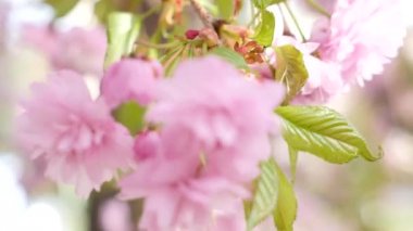 Çocuk ve kiraz çiçek açması portre