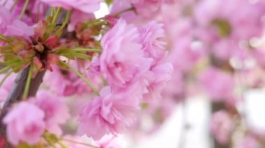 Kiraz çiçeklenme gülümsemek