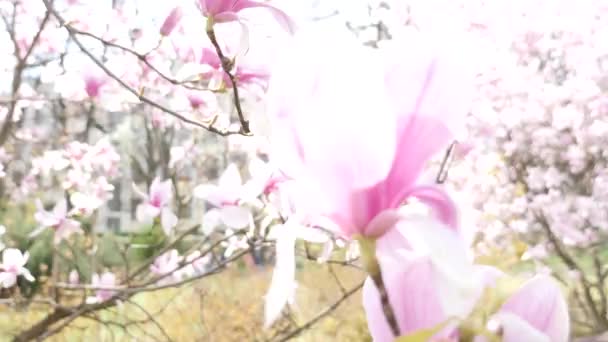 schöne Blüte der Magnolie Nahaufnahme