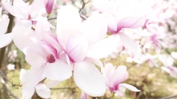 Mani touchinng bella fioritura di magnolia primo piano — Video Stock