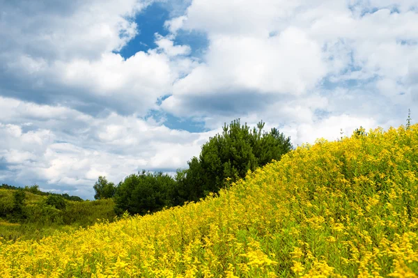 Weide van zomerbloemen met bewolkte hemel — Stockfoto