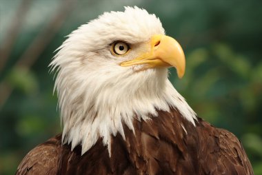 Kel kartal portresi