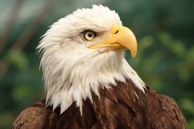 Portrait of a bald eagle clipart