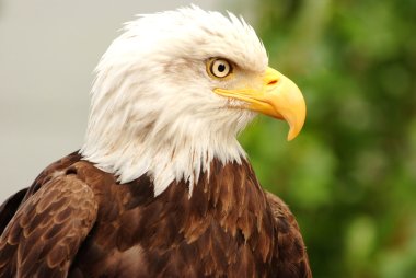 Portrait of a bald eagle  clipart