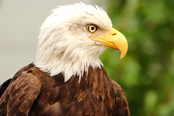 Kel kartal portresi 