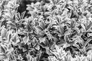 Öonymus her zaman yeşil yapraklı çalı bitkisi. Yeşil doğa yaprağı. Canlı yapraklı Evergreen öonymus bitkisi. Flora ve doğa. Doğal ortam.