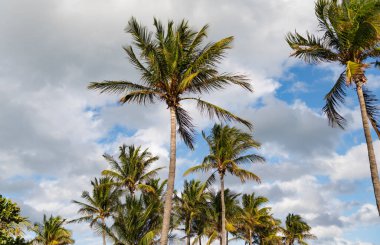 Palmiye ağacı. Miami, Florida 'da yaz tatili. Kaliforniya palmiyesi. Miami 'de tropik bir sahil. Palmiye ağacıyla tropik bir açık hava sahnesi. Tropik yaz tatili. Egzotik doğa.