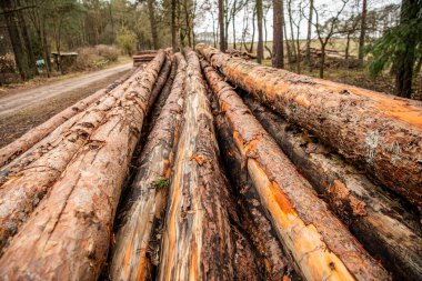 Tarım ve ormancılık teması. Doğa ve ahşap. Ormandaki ağaç kütüğü. Bir yığın doğranmış odun. Kereste endüstrisi. Ormanların yok edilmesi çevresel bir sorun. Kesik odun yığını. Toplu orman tahribatı.