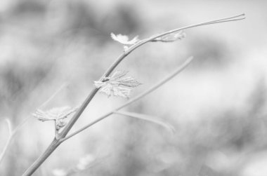 Makroda üzüm ya da üzüm asması. Bir demet üzüm yeşili yaprak. Bahar doğasında yeşil yaprak, parlak yapraklar, yeşil çevre. Baharda doğa. Üzüm üzümü.